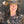 Load image into Gallery viewer, Woman wearing a cowgirl hat and a women&#39;s black dirt bike jersey with tan cowgirl boots, butterflies, horseshoes, and bees on it.
