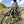 Load image into Gallery viewer, Woman riding a dirt bike down a hill in the mountains. She is wearing a white jersey with grey bull skulls on it and mocha-colored riding pants.
